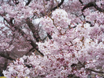R0011888.jpg